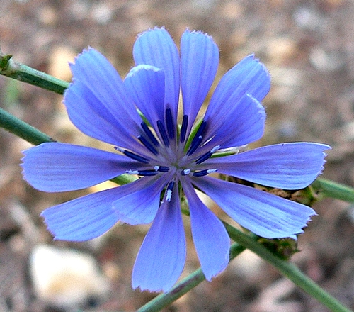 {Cichorium intybus}